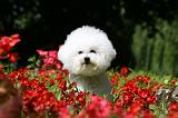 BICHON FRISE 548